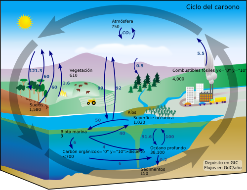 Ciclo del Carbono